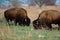 Two bull bison grazing on grassy plains