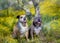 Two bull breed dogs sitting in the yellow flowers