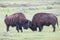 Two bull buffalos sparring together