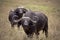 Two bull Cape buffalo staring at viewer
