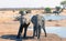 Two Bull elephants facing towards camera while standing next to a waterhole in Hwange National Park, Zimbabwe