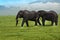 Two bull elephants grazing in the Ngorongoro Crater of Tanzania