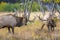 Two Bull Elk in the Rocky Mountains prepare for battle