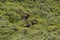 Two bull moose in Denali National Park