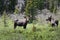 Two Bull Moose in Velvet