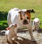 Two bull terrier puppies trying to get a bulldog to play