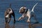 Two bulldog playing at the beach