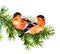 Two bullfinch birds on fir or pine tree branch. Watercolor