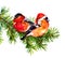 Two bullfinch birds in winter red santa hat and scarf on tree