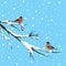 Two bullfinches under the snowfall
