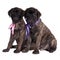 Two bullmastiff puppies