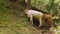 Two bulls grazing green grass on mountain at summertime