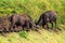 Two bulls sort things out. Safari in national parks of South Africa.