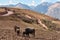 Two bulls and wooden plow, Peru