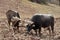 Two bulls and wooden plow, Peru