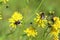 Two of the bumblebee on the flowers of Crepis tectorum in the summer on the Yamal Peninsula