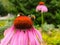 Two bumblebees on blooming Echinacea flowers