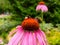 Two bumblebees on blooming Echinacea flowers