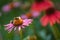 Two bumblebees (bombus) harvesting pollen on a coneflower (echinacea)