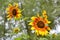 Two Bumblebees Bombus pollinating a golden brown sunflower