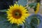 Two bumblebees on a bright yellow sunflower blossom