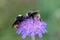 Two bumblebees full of pollen sharing the same pink flower