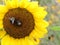 Two Bumblebees on a Huge Sunflower in Bloom