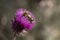 Two Bumblebees on a Purple Thistle Flower in Utah Mountains