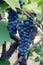 Two bunch of ripe blue round grapes on a vine