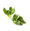 Two bunches Fresh green salad Pak-choi Chinese cabbage on a cl