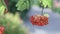 two bunches of a ripe red orange rowan berries or ash berry tree fruits