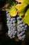 Two Bunches of Wine Grapes Hanging