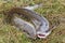 Two burbot lying on the grass