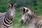 Two Burchell\'s Zebra