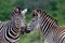 Two Burchell\'s Zebra