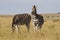 Two Burchell`s zebra standing grazing