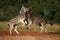 Two burchell zebra fighting and jumping