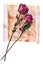 Two burgundy rose flowers on painted crumpled aged paper background close up  on white, holiday invitation, greeting card