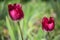 Two burgundy tulips