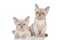 Two Burmese kittens on white background