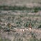 Two Burrowing Owl babies stand outside their nest burrow in southern Colorado