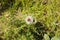 Two butterflies above a white asteraceae flower Italy, Europe