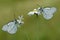 two butterflies Aporia crataegi butterflyrus sits on a daisy flower