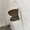 Two butterflies is on the house's wall