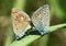 Two butterflies of the lycaenidae family