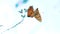 Two butterflies mate. Large Tortoiseshell, Nymphalis polychloros butterfly. brown lifestyle butterfly sits on a slow