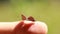 Two butterflies mating and perched on a finger