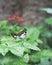 Two butterflies mating. Poplar admiral butterfly