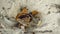 Two butterflies sit close-up on a sandy surface