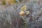 Two butterflies sitting on the last autumnal wild flower